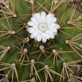Gymnocalycium eurypleurum P1030610.JPG